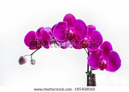 Branch of pink orchid on a white background.