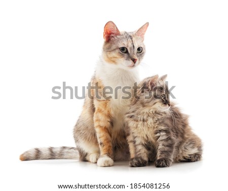 Cat and little kitten isolated on a white background.