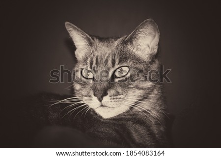 Black and white portrait of the cat