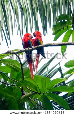 Jungle Birds of Costa Rica
