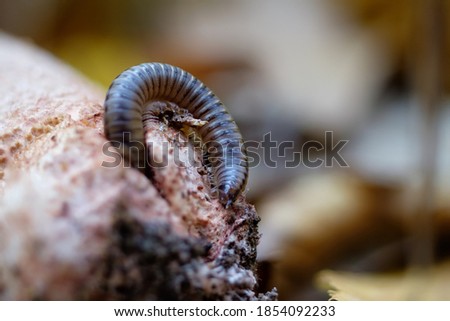 Julida crawls out of the mushroom leg. Centipede close-up, macro photo