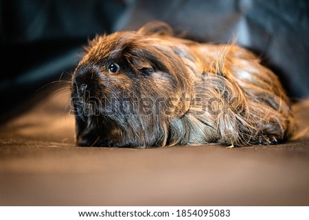 The house guinea pig is a rodent from the family of guinea pig-like