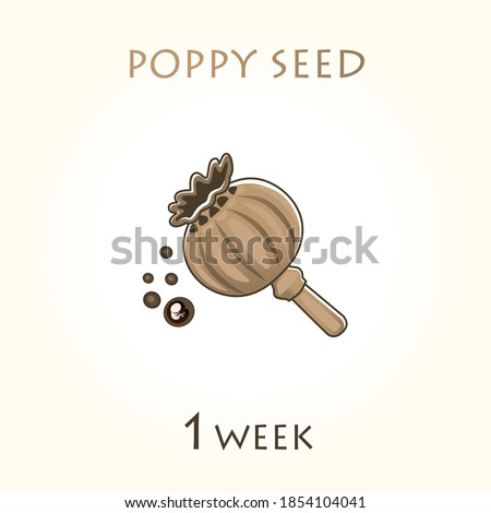 Stages of development of pregnancy, the size of the embryo for weeks. Human fetus inside the uterus. 1 week of 42 weeks of pregnancy. Vector illustrations poppy seed Royalty-Free Stock Photo #1854104041