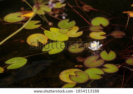 White lotus or lily with yellow pollen on surface of pond.