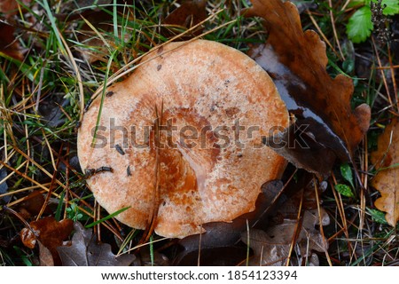 Saffron milk cap (Lactarius deliciosus) mushroom. Fall season. Mushroom hunt. Saffron milk cap aka red pine mushrooms aka Lactarius deliciosus in a grass. 