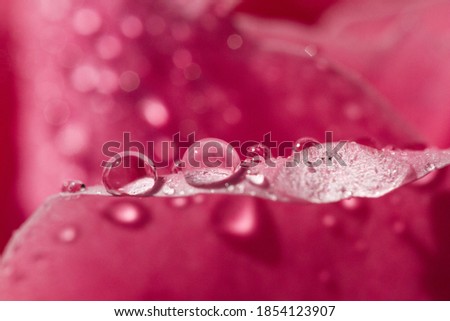 Macro shot, pink rose petal with water droplets in sunshine