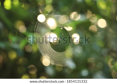 A spider web that reflects light