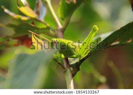 Green grasshoppers on the guava tree with strike of sunlight and blurry background on selective focus