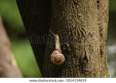 Image of snails on trees