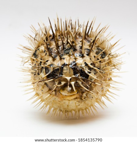 Picture of a death and dry Porcupinefish with a white background.