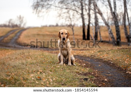 labrador in the autumn forest on a hunt walk