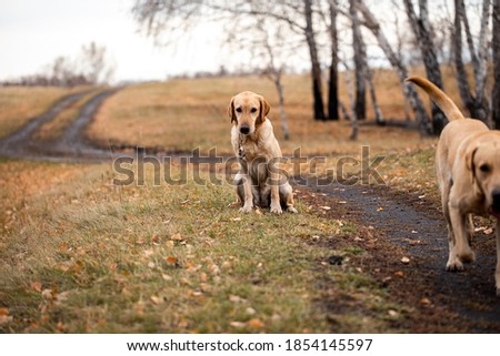 labrador in the autumn forest on a hunt walk