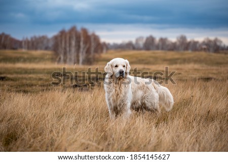 labrador in the autumn forest on a hunt walk Royalty-Free Stock Photo #1854145627
