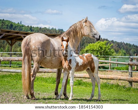 Foal with mom in the paddock on the pasture