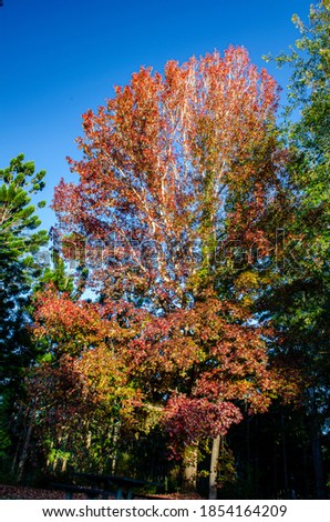 A deciduous tree in the center of evergreen trees