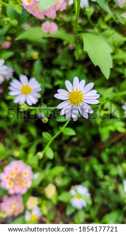 The white flower stands out in the middle of the picture and has a blurred background.