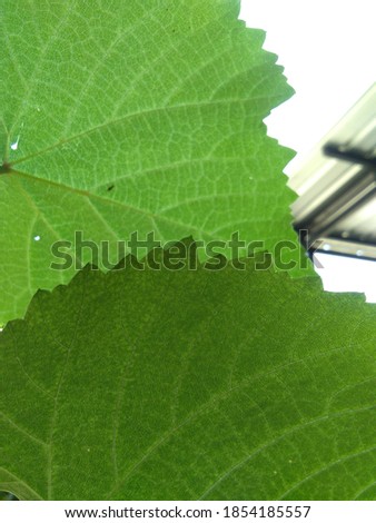 two green vine leaves and interesting view