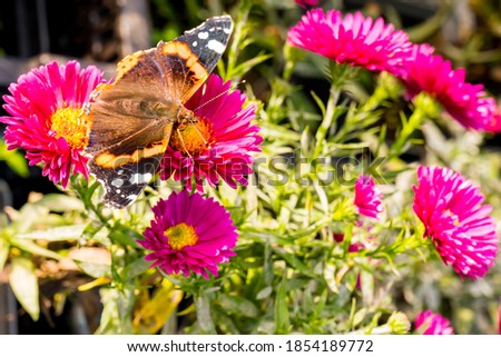 Close-up of a turtle butterfly on scarlet aster flowers in late autumn