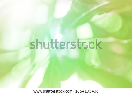 Yellow Green light leaves blurred and blur natural abstract. Effect sunlight  soft bright shiny style  bokeh circle yellow and orange blurry morning . For wallpaper backdrop and background.

