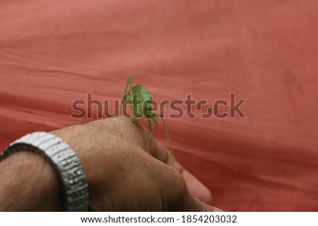 grasshopper on green background in winter days with the arrival of Christmas