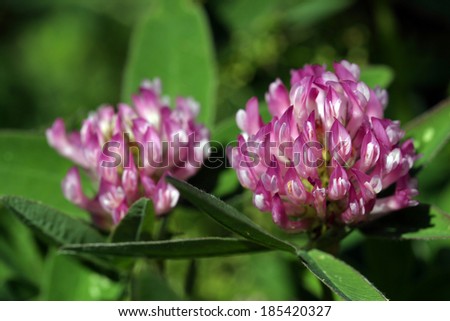 macro beautiful pink flowering clover on a background of green grass on a summer meadow