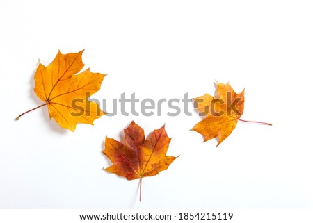 Orange autumn leaves on a white background, the concept of autumn template, the preparation for the text, Thanksgiving day. Copy space.
