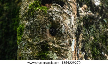 Tree moss - tree trunk closeup