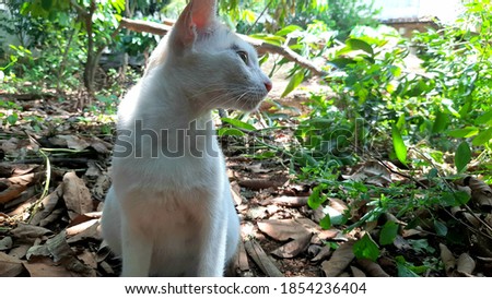 a beautiful white furry cat sitting in the garden