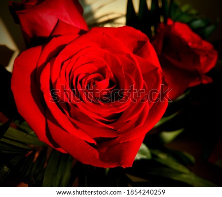 Amazingly beautiful red Rose artistic closeup with light and shadow. Love and emotion feeling. Romantic image. Lovely bouquet gift. Loving picture. Anniversary and birthday theme.Tender moment feeling