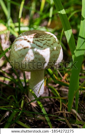 white mushroom in green grass close up
