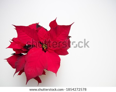 christmas decoration background for greeting card, red flowers plants poinsettia roses beautifully blooming, close-up of christmas blossom, festive mood, white background