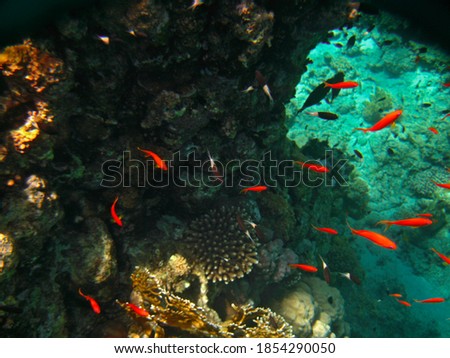 Small tropical exotic fish red colors and blue eyes moving over the reef underwater of Red sea Egypt