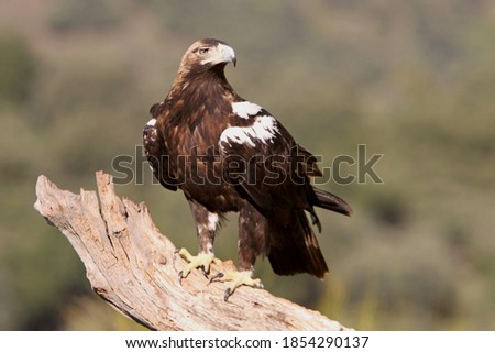 Spanish Imperial Eagle adult female on the branch of a cork oak in a Mediterranean forest with the first light of the morning