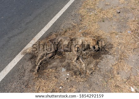 Carcass of Indian Striped Hyena Roadkilled by vehicle, lying beside of road which passing through Forest 
