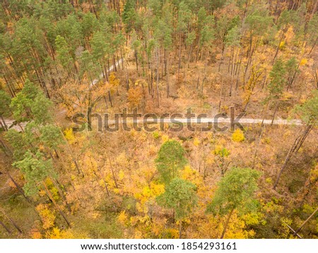 Aerial drone view. Autumn mixed forest. Yellow deciduous trees among green conifers.