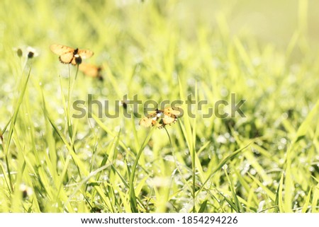 Blurred butterfly background with dandelions between the grass.