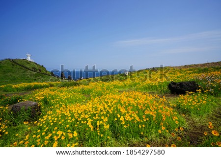 a flower garden and a lighthouse at a seaside hill, scenery around seopjikoji Royalty-Free Stock Photo #1854297580
