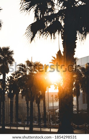 Sun through the palms with nobody