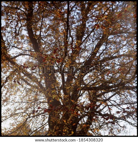 Misty autumn morning tree, film photography, square format, full frame