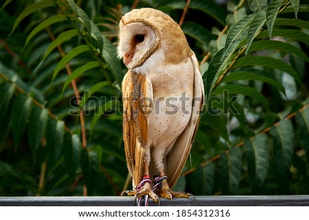 Sitting owl on a background of green leaves