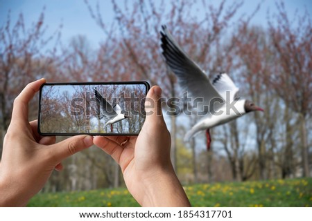Tourist taking photo of black-headed gull flying in the park