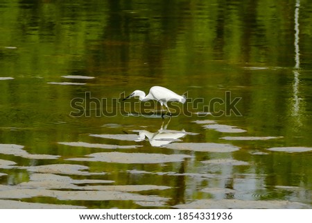 great egret in the pond, beautiful photo digital picture