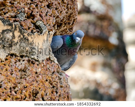 bird on feeder, beautiful photo digital picture