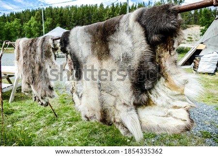 goat on farm, beautiful photo digital picture