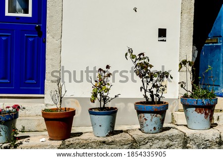 flowers in pots, beautiful photo digital picture