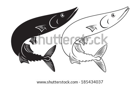 the figure shows the fish saury