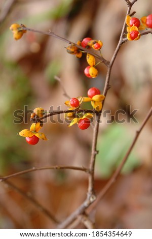 Close up of the yellow and red fruits of Celastrus orbiculatus, Oriental bittersweet, Chinese bittersweet, Asian bittersweet, round-leaved bittersweet, Asiatic bitters. Autumn. Poland, Europe Royalty-Free Stock Photo #1854354649