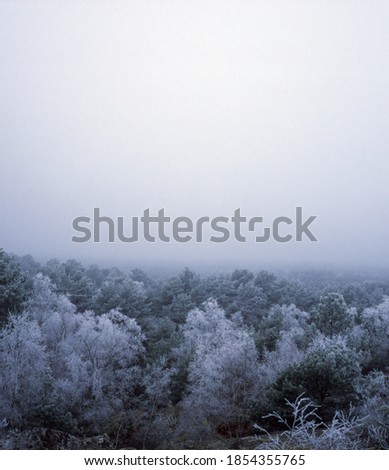 Frosty winter forest scenery in Fontainebleau France, analogue film photograph, misty gloomy day in blue tones