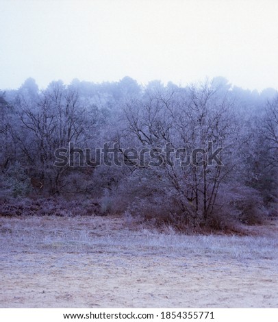 Frosty winter forest scenery in Fontainebleau France, analogue film photograph, misty gloomy day in blue tones