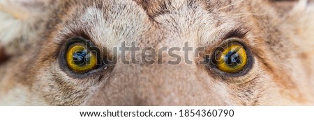 Big cat eyes - background images